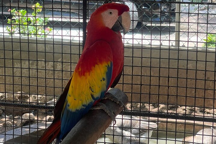 Private Bird Farm Tour, Shopping & Beach Day Out in Montego Bay - Image 1