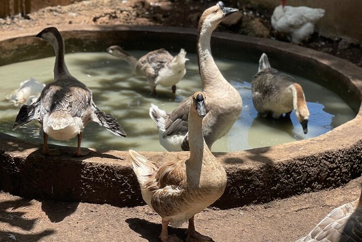 Private Bird Farm Tour, Shopping & Beach Day Out in Montego Bay - Image 3