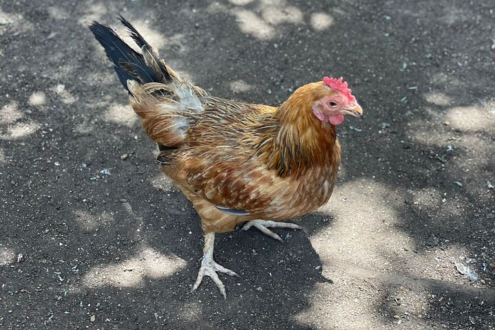 Private Bird Farm Tour, Shopping & Beach Day Out in Montego Bay - Image 2