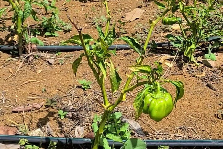Private Tour of Childermas Estate: A Female-Owned Working Farm - Image 4
