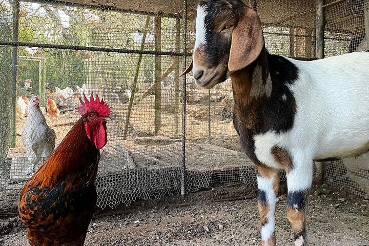 Private Tour to Animal Farm & Nature Reserve  - Image 4
