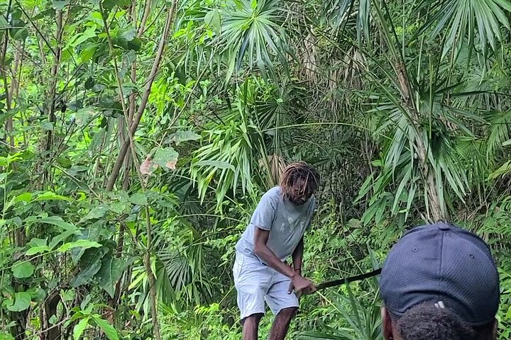 Private Tour to Rural Jamaica to Hike, Swim, Harvest Fruits & Eat - Image 2