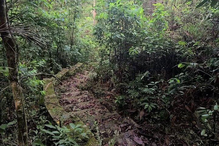 Private Tour to Rural Jamaica to Hike, Swim, Harvest Fruits & Eat - Image 4