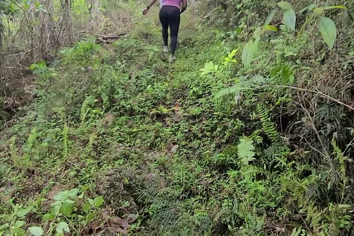 Private Tour to Rural Jamaica to Hike, Swim, Harvest Fruits & Eat - Image 3