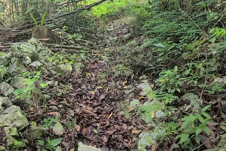 Private Tour to Rural Jamaica to Hike, Swim, Harvest Fruits & Eat - Image 5