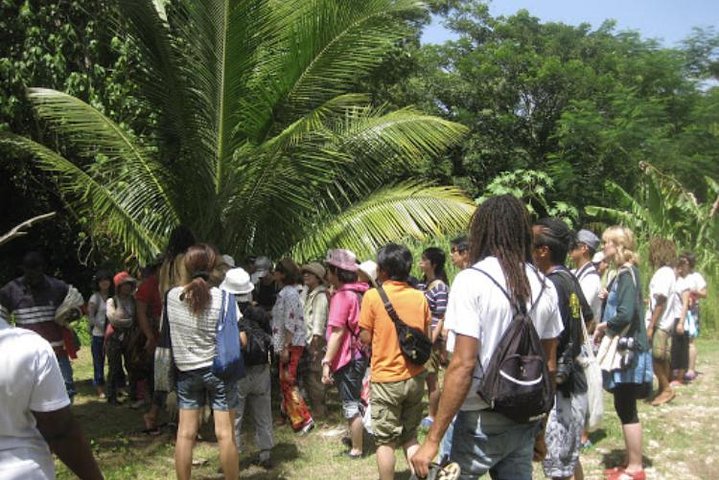 Rastafari Indigenous Village Tour  - Image 3