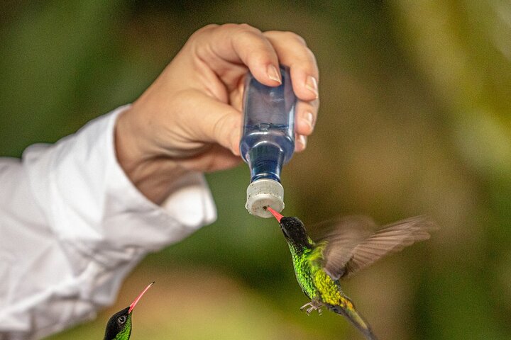 Rockland Bird Sanctuary plus Montego Bay Highlights & Shopping Private Tour  - Image 4