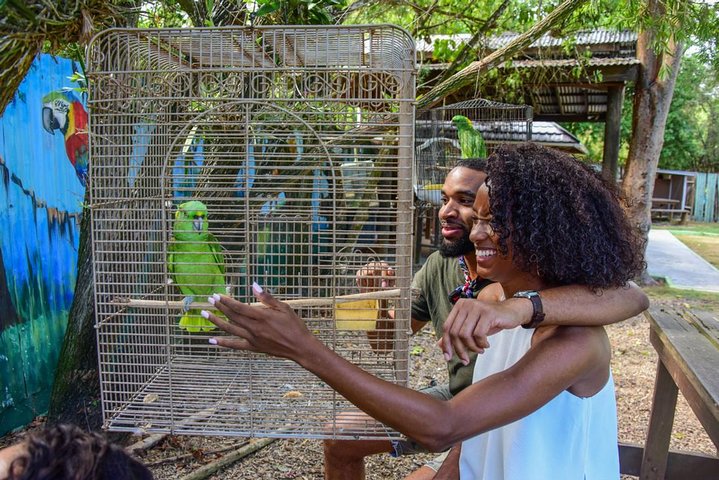 Rockland Bird Sanctuary plus Montego Bay Highlights & Shopping Private Tour  - Image 1