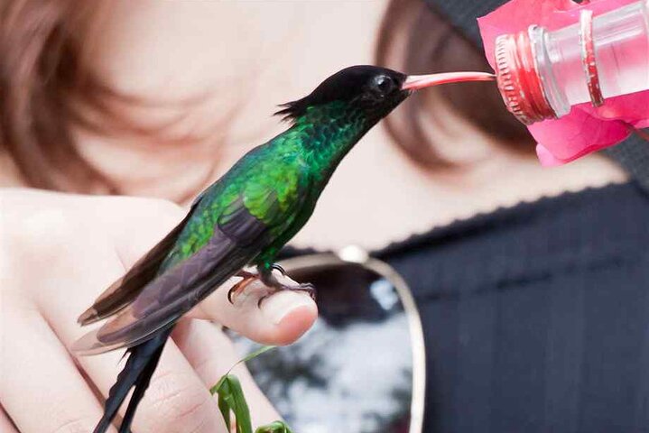 Rockland Bird Sanctuary plus Montego Bay Highlights & Shopping Private Tour  - Image 5