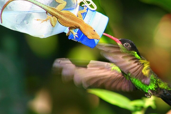 Rockland Bird Sanctuary plus Montego Bay Highlights & Shopping Private Tour  - Image 3