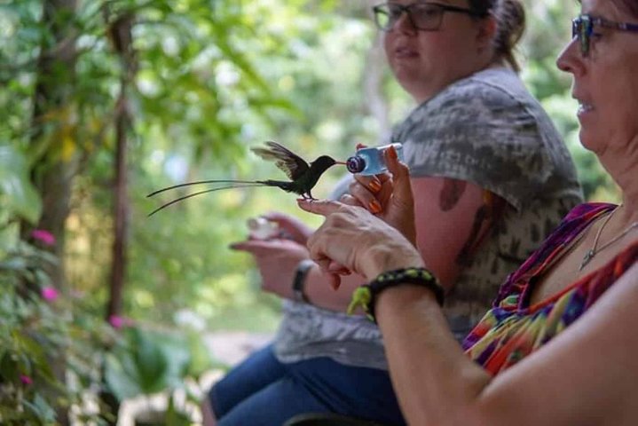 Rockland Bird Sanctuary plus Montego Bay Highlights & Shopping Private Tour  - Image 2