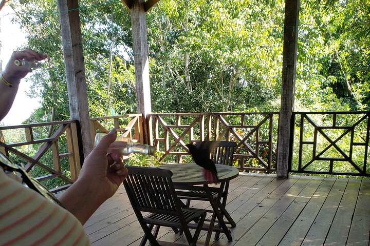 Rockland Bird Sanctuary Private Guided Tour From Montego Bay - Image 2