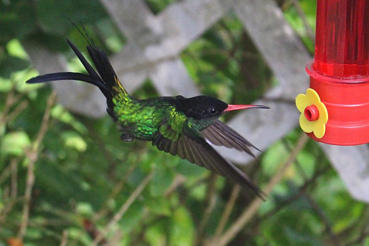 Skip the Line: Ahhh Ras Natango Gallery and Garden Admission Tickets - Image 1
