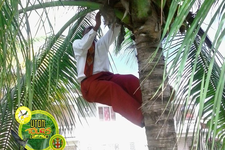 The AMAZING Montego Bay Tour - Image 3