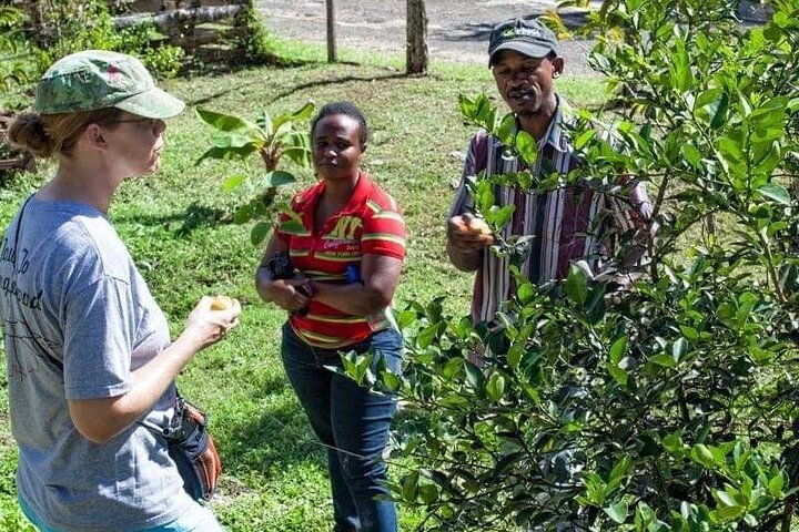 The Bluefields Experience: Organic Farm, Beach & Coral Reef - Image 4