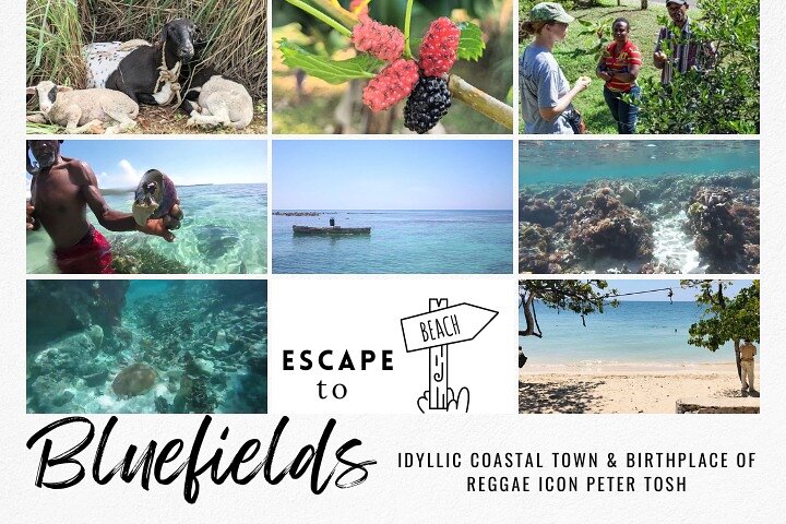 The Bluefields Experience: Organic Farm, Beach & Coral Reef - Image 1