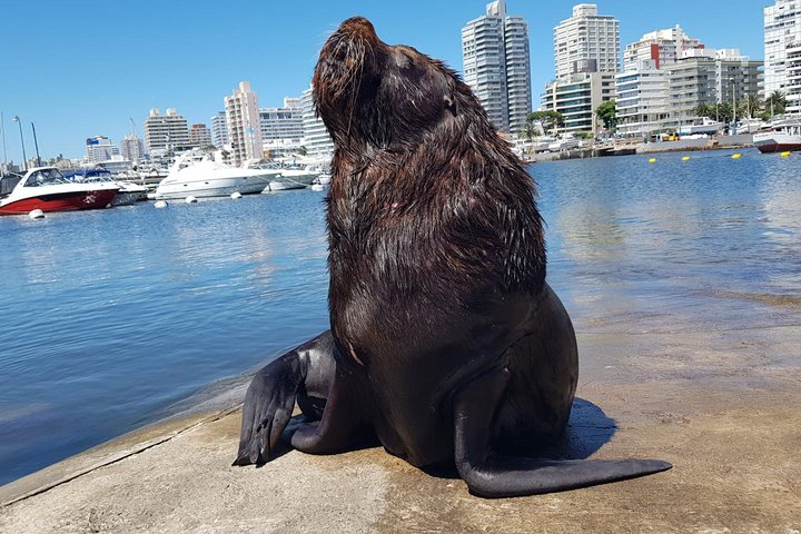 Full Day Punta del Este  - Image 2