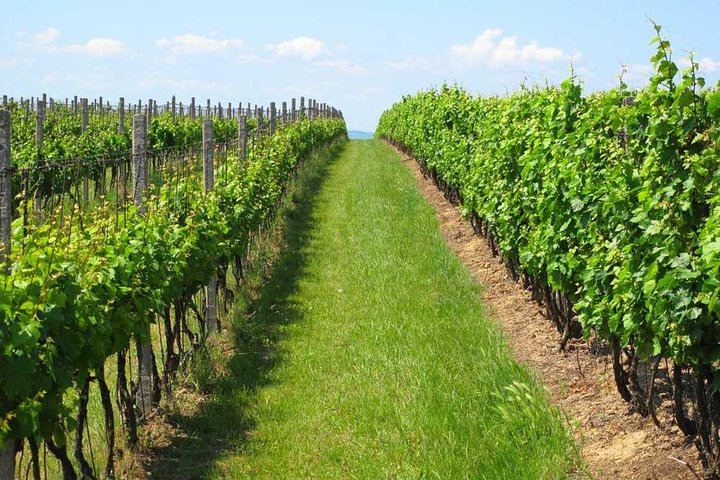 Montevideo Wine Tour with Tasting and Lunch - Image 1
