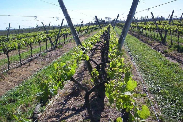 Montevideo Wine Tour with Tasting and Lunch - Image 3
