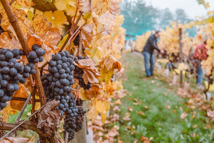 Wine Lovers - Escape for a Countryside Lunch with tasty wines! - Image 5