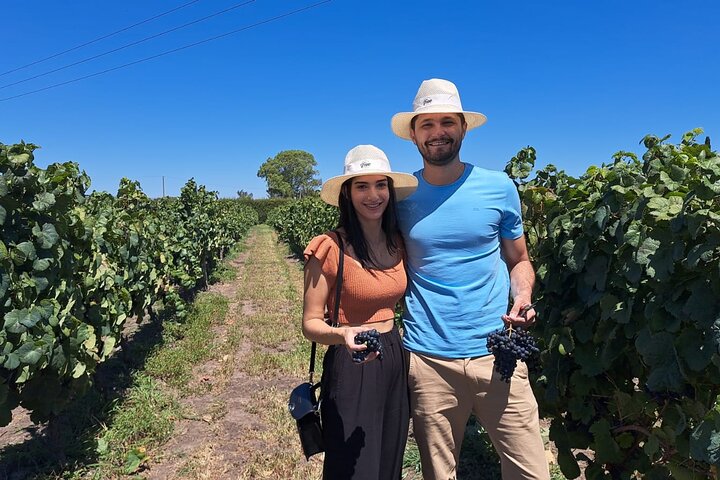 Wine Lovers - Tannat Wine Experience from Montevideo - Image 5