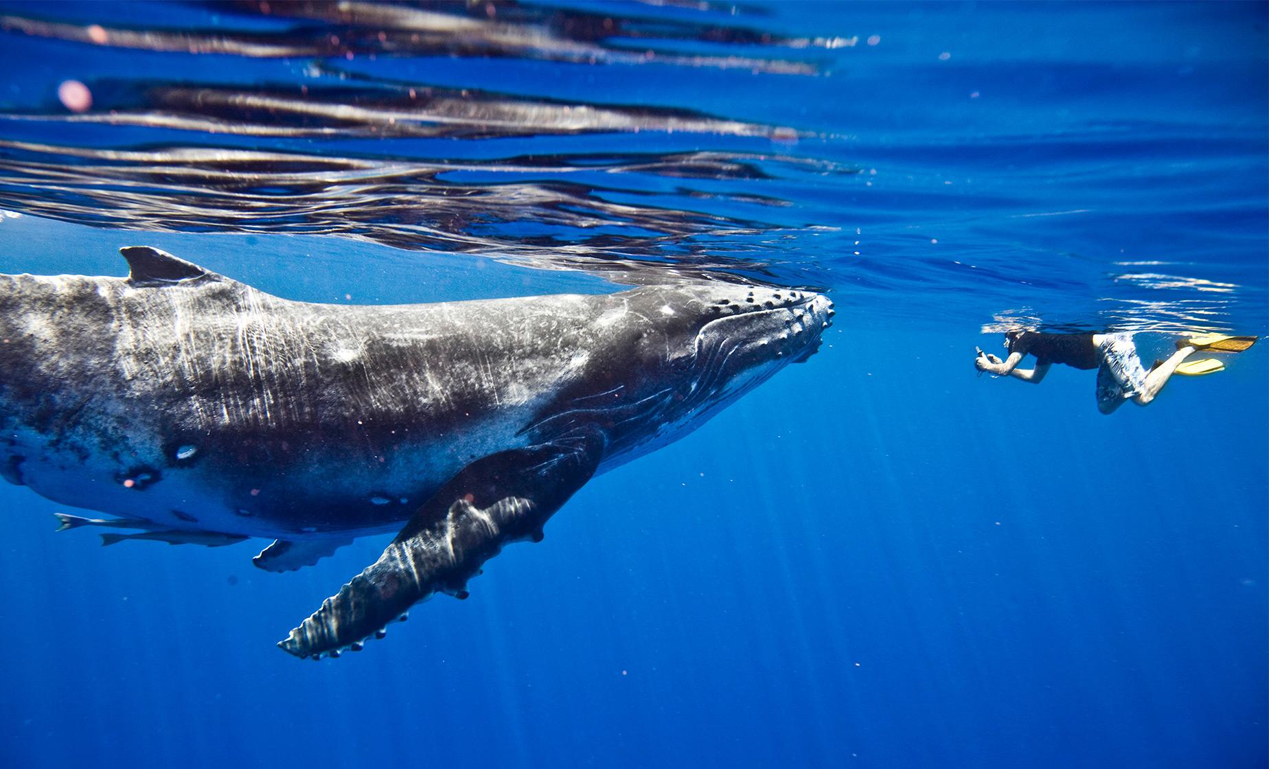 Whale Discovery Swim and Snorkel - Image 1
