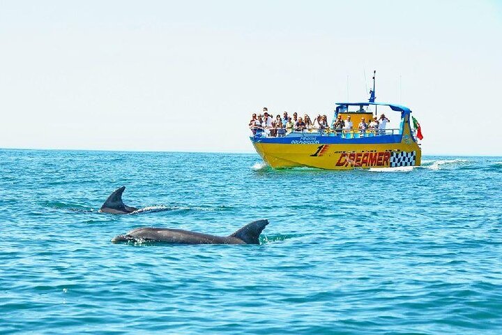 2 Hour Dolphin Watching Experience in Muscat - Image 3