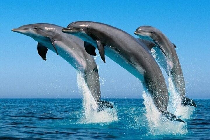 2 Hour Dolphin Watching Experience in Muscat - Image 5