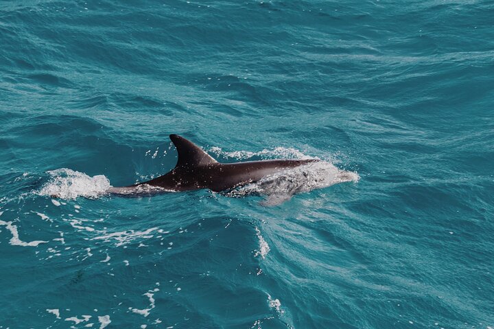 2 Hour Dolphin Watching Experience in Muscat - Image 2