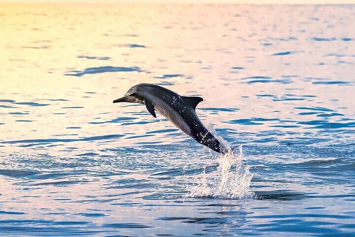 2 Hour Dolphin Watching Experience in Muscat - Image 4