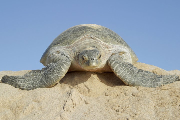 5 Days Jewels Of Oman Package - Image 1