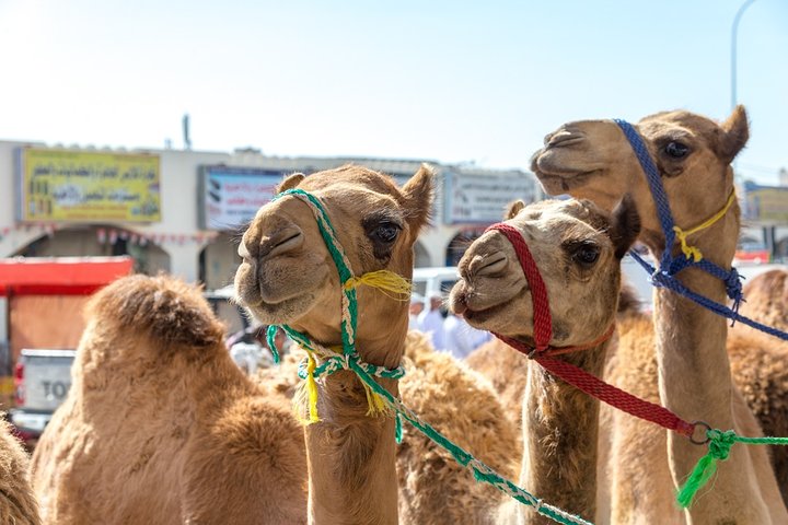 9-Day Essence of the Orient Private Tour from Muscat  - Image 3