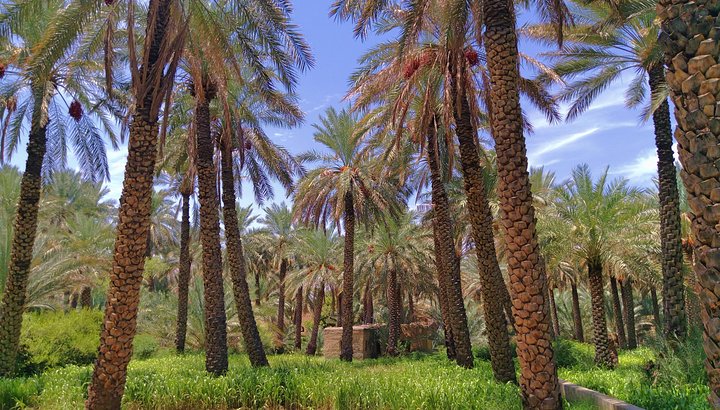 Al Hamra -Jabel Shams full day tour - Image 4