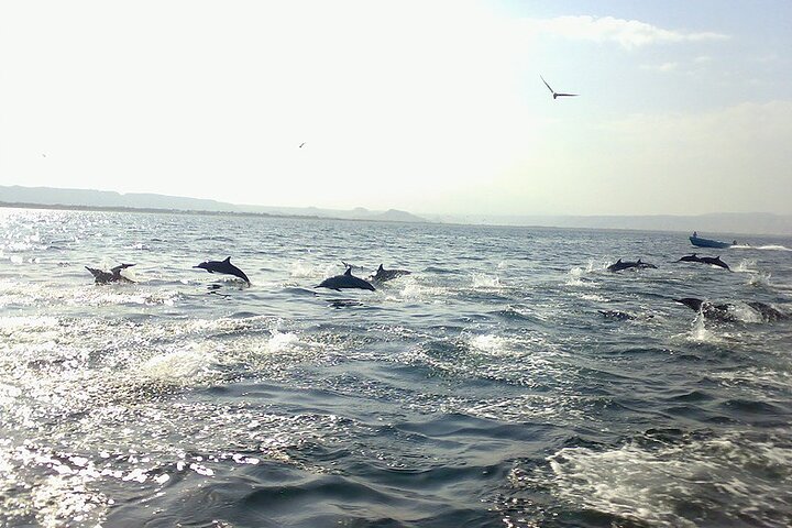 Amazing Dolphin Watching Tour In Muscat - Image 3