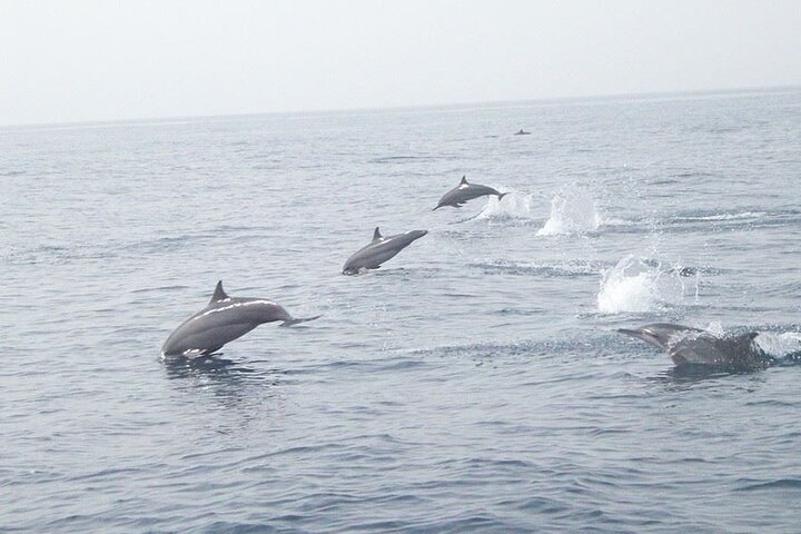 Amazing Dolphin Watching Tour In Muscat - Image 2
