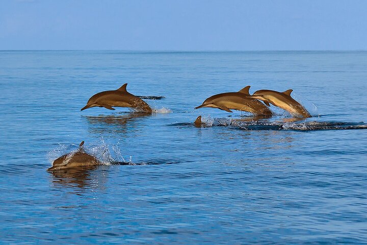 Amazing Dolphin Watching Tour In Muscat - Image 4