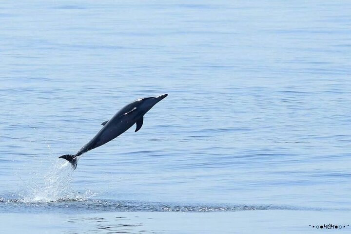 Amazing Dolphin Watching Tour In Muscat - Image 5