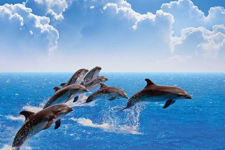 Amazing Dolphin Watching Tour In Muscat - Image 1