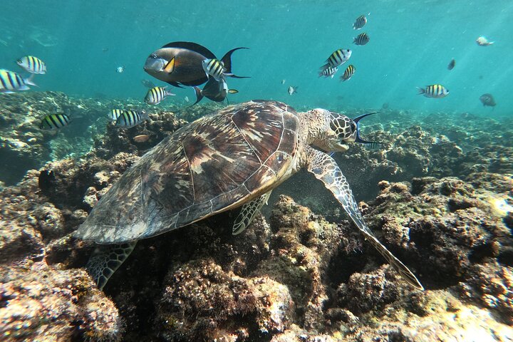 Cruises to Daymaniyat & Snorkeling - Image 5