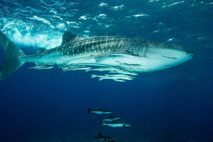 Daymaniyat island Natural Reserve and Dolphin Watching - Image 5