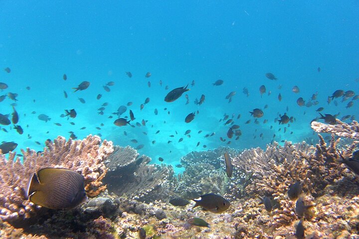 Daymaniyat island Natural Reserve and Dolphin Watching - Image 4