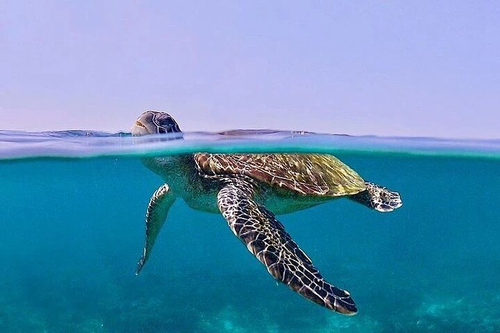 Daymaniyat Islands Snorkeling Half-Day Tour - Image 4