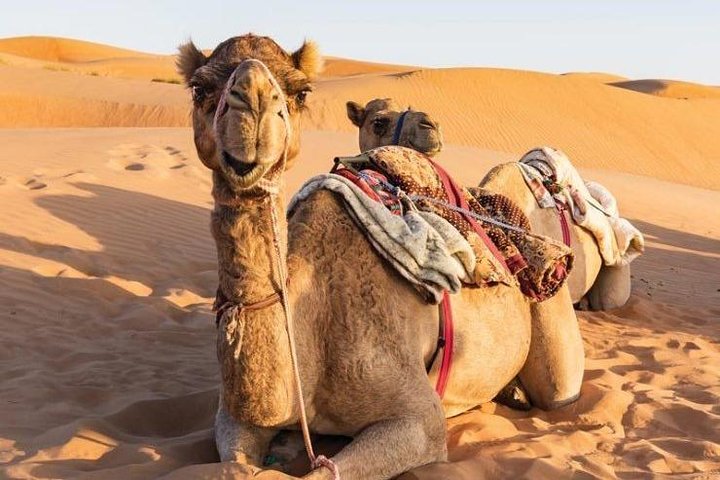 Desert Safari Sharing Tours - Image 5