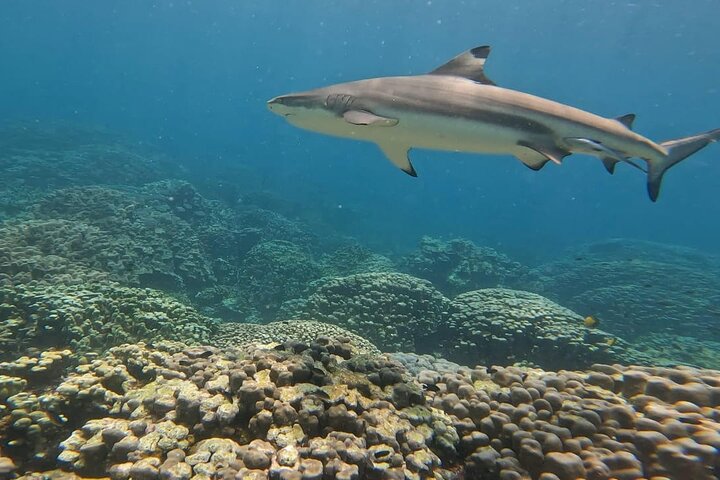 Dimaniyat Island Tour  - Image 3