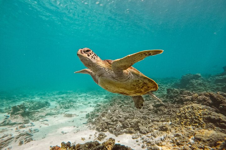 Dimaniyat Island Tour on Glass Bottom Boat (Muscat) - Image 4