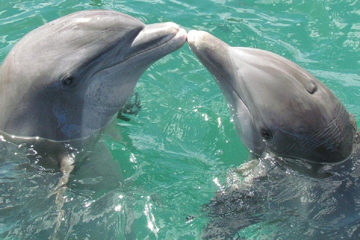 Dolphin Watch (2hours) :Muscat Tours - Image 5