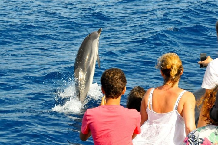 Dolphin Watch (2hours) :Muscat Tours - Image 4