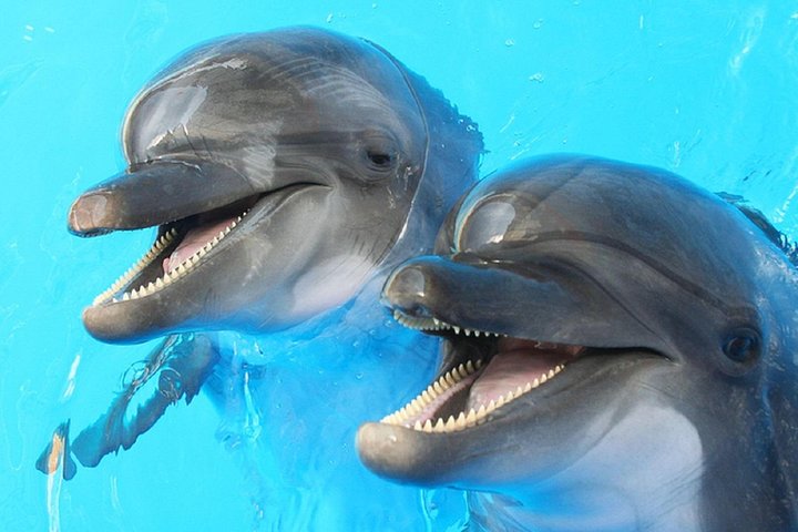 Dolphin Watch (2hours) :Muscat Tours - Image 1