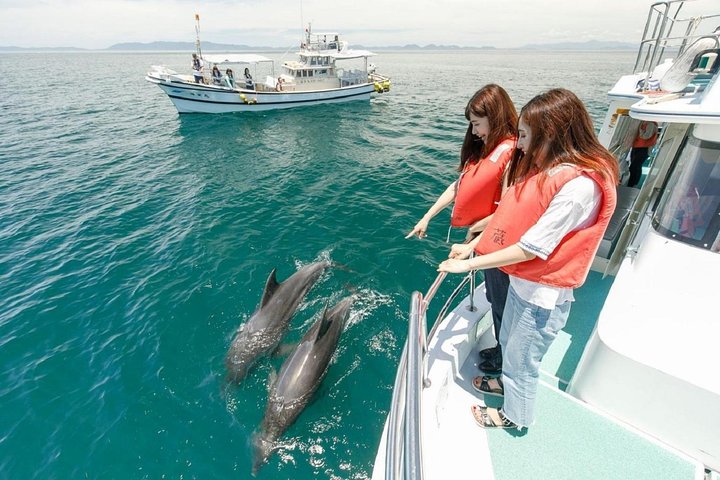 Dolphin Watch (2hours) :Muscat Tours - Image 3