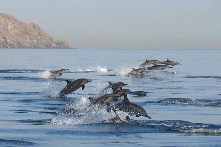 Dolphin Watch (2hours) :Muscat Tours - Image 2